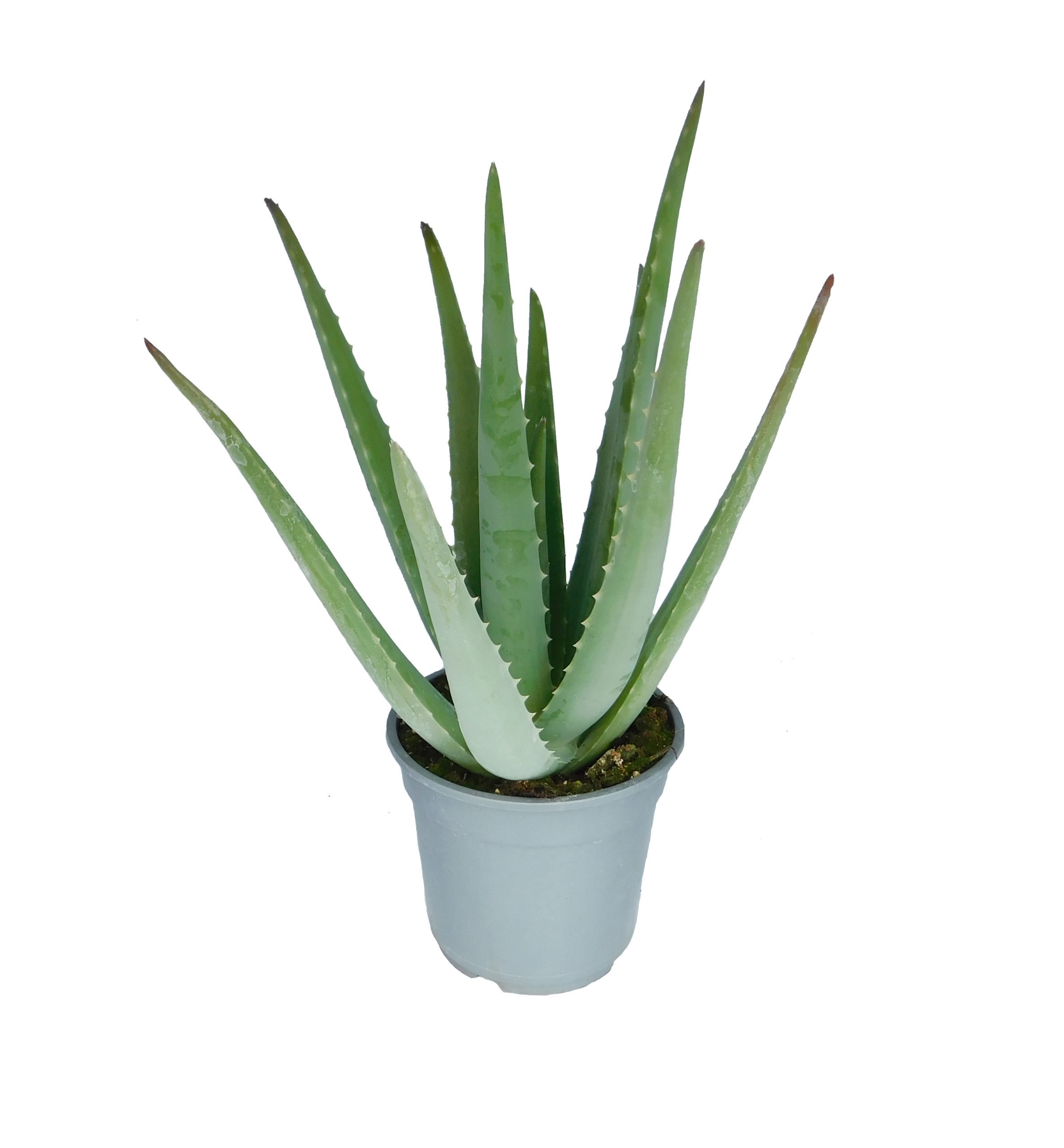 insertar perjudicar cuerno Planta de Aloe Vera planta-comprar online - Sierra Bella Viveros