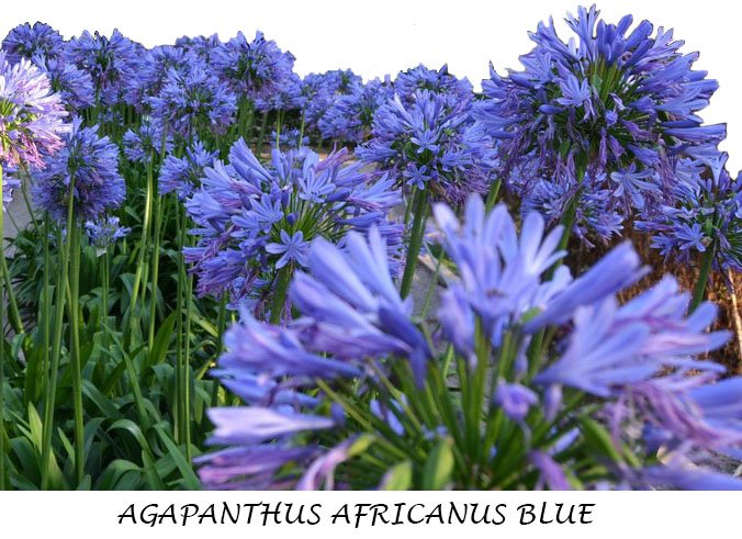 Agapanthus Africanus-planta- compra online - Sierra Bella Viveros