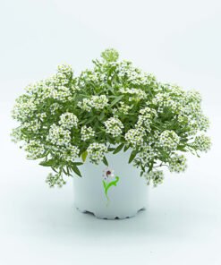 Lobularia Marítima