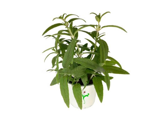 Salvia Leucantha