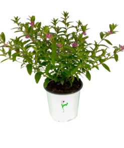 planta cuphea