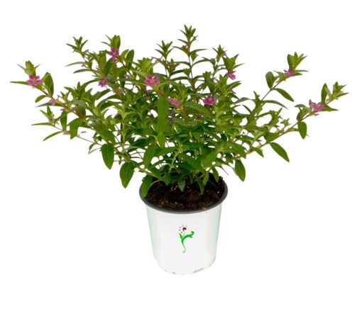 planta cuphea