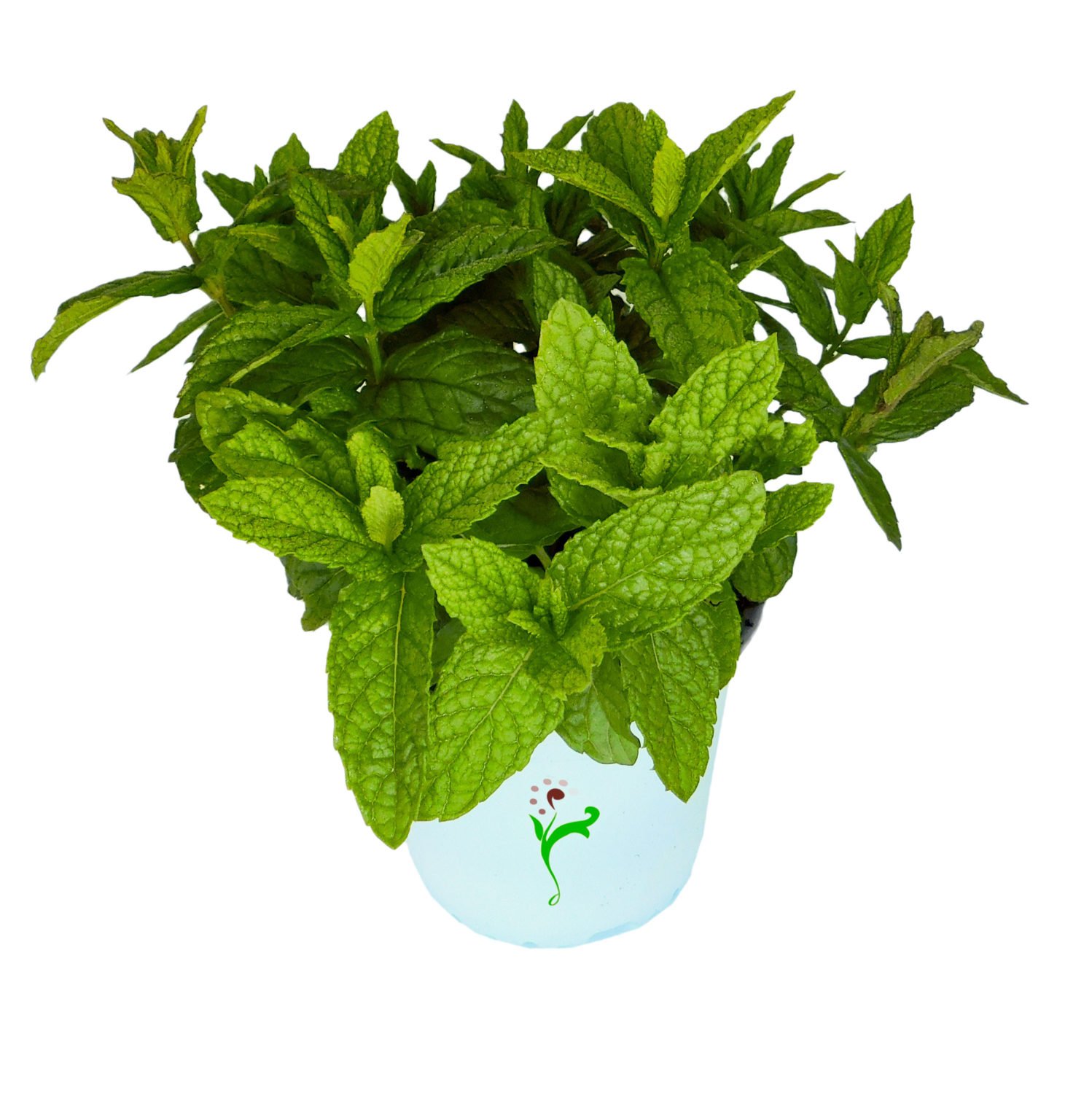 MENTHA/HIERBABUENA Sierra Bella Viveros