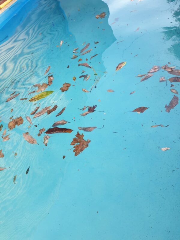 hojas en piscina