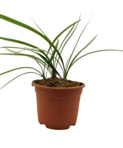 Agapanthus Africanus