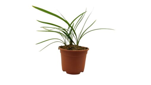 Agapanthus Africanus