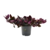 Alternanthera Red