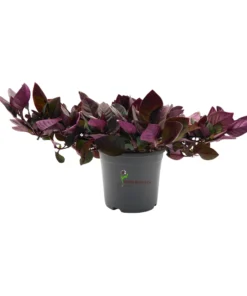 Alternanthera Red
