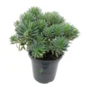 Euphorbia characias