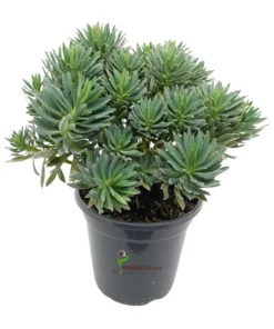 Euphorbia characias