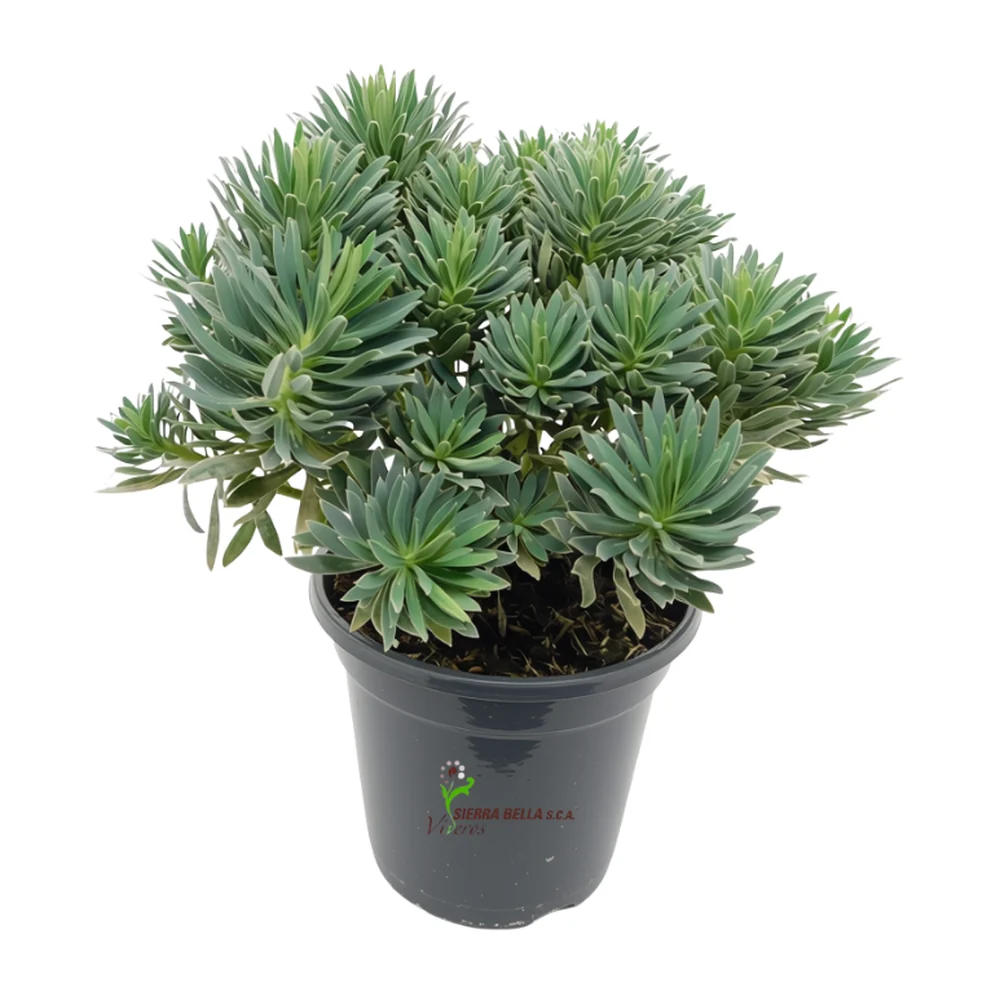 Euphorbia characias