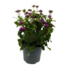 Gomphrena Ping Pong Purple
