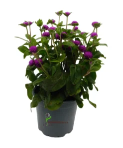 Gomphrena Ping Pong Purple