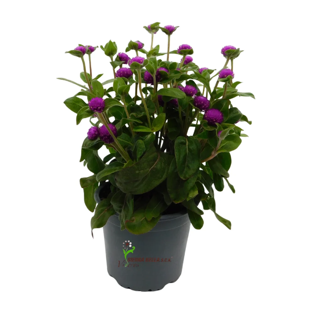 Gomphrena Ping Pong Purple