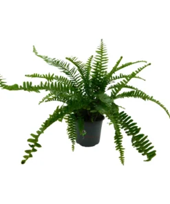 Helecho Cordata Exterior
