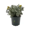Helichrysum stoechas