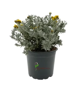 Helichrysum stoechas
