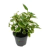 Incienso Plectranthus