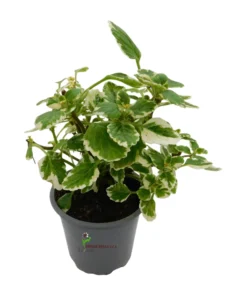 Incienso Plectranthus