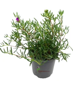 Lampranthus flor todo el año