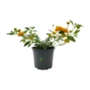 Lantana montevidensis Amarilla