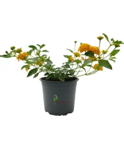Lantana montevidensis Amarilla
