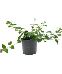 Lantana montevidensis Lila