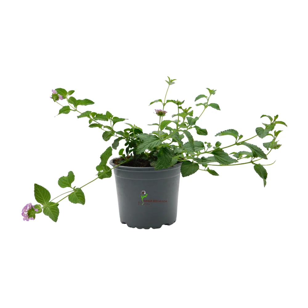 Lantana montevidensis Lila