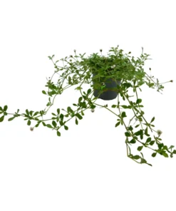 Lippia Nodiflora