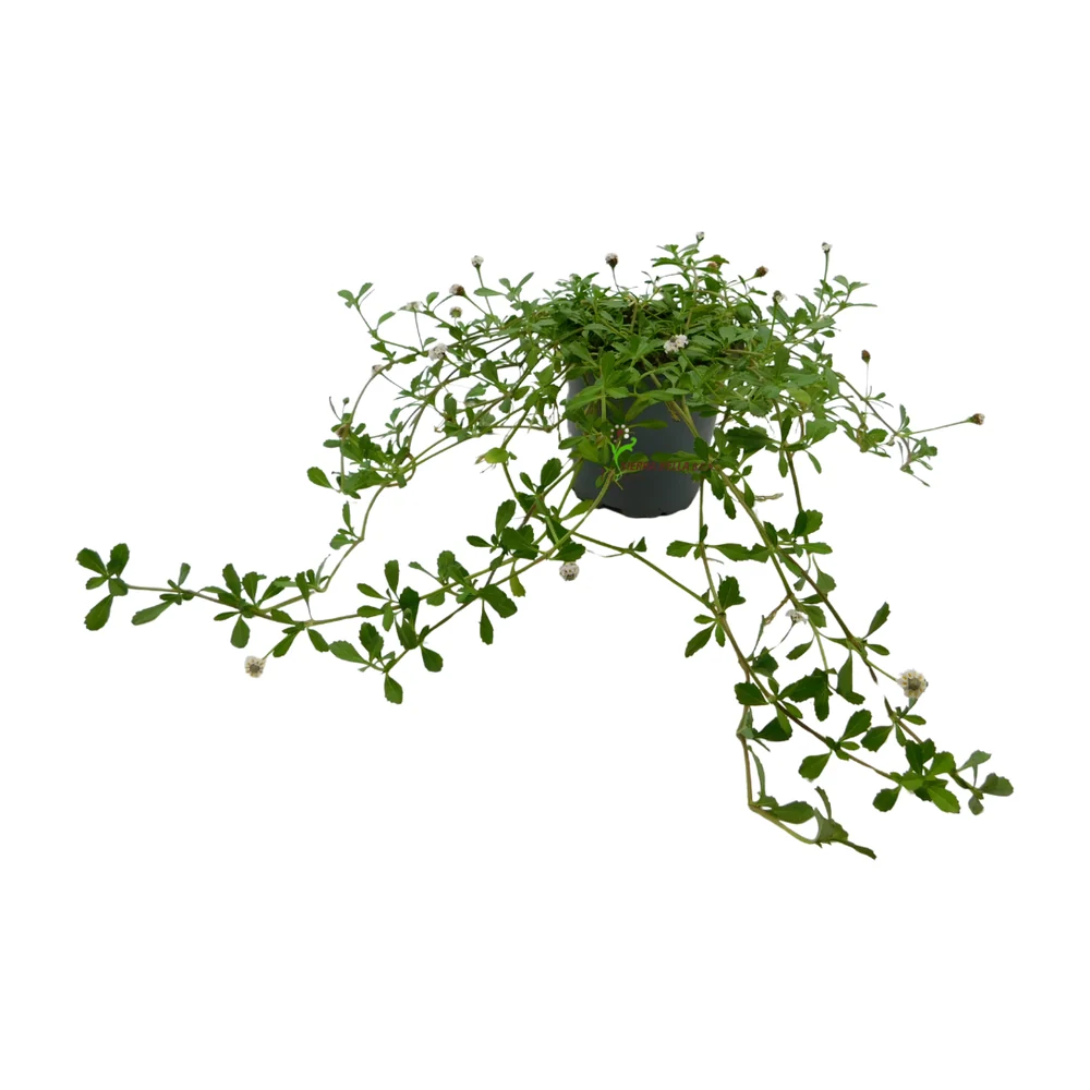Lippia Nodiflora