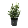 Myrtus (Mirto)