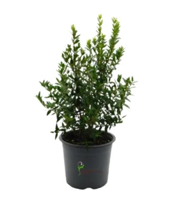 Myrtus (Mirto)