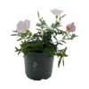 Oenothera