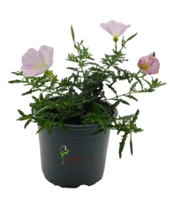 Oenothera