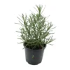 Planta de Curry
