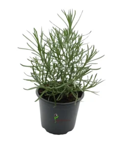 Planta de Curry