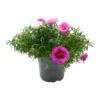 Portulaca