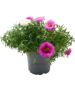 Portulaca