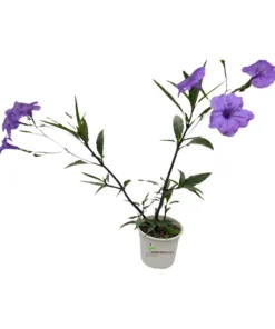 Ruellia