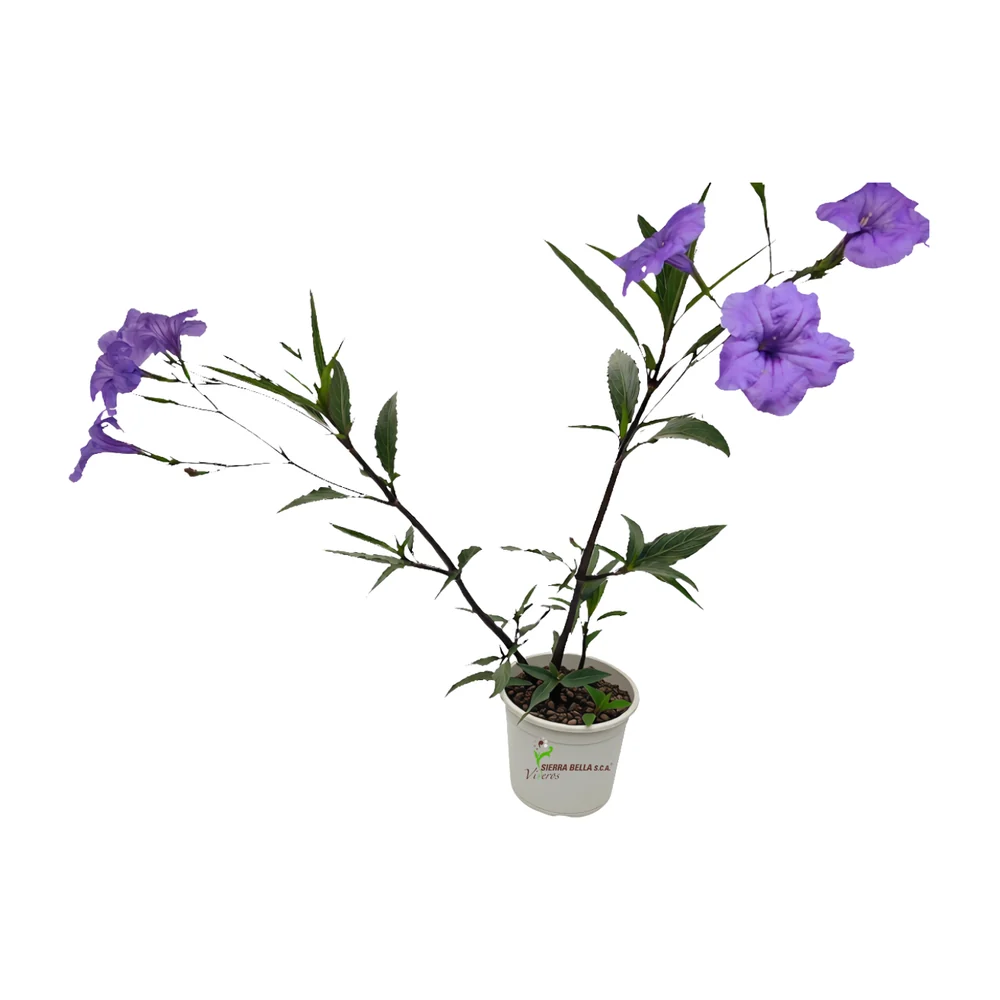 Ruellia