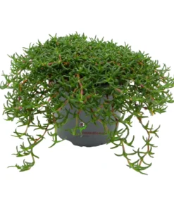 Ruschia prostrata