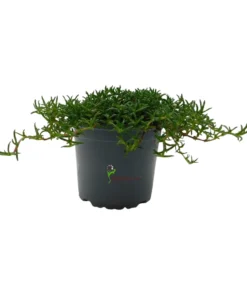 Ruschia prostrata