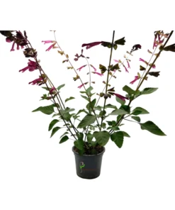 Salvia Amistad Dark Purple