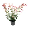Salvia Amistad Orange