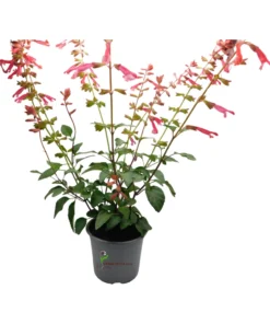 Salvia Amistad Orange
