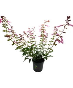 Salvia Amistad Pink
