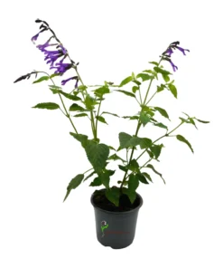 Salvia Amistad Purple