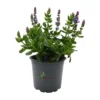 Salvia nemorosa Purple
