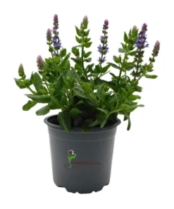 Salvia nemorosa Purple