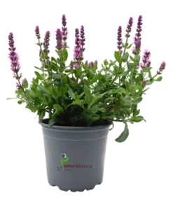 Salvia nemorosa Rosa